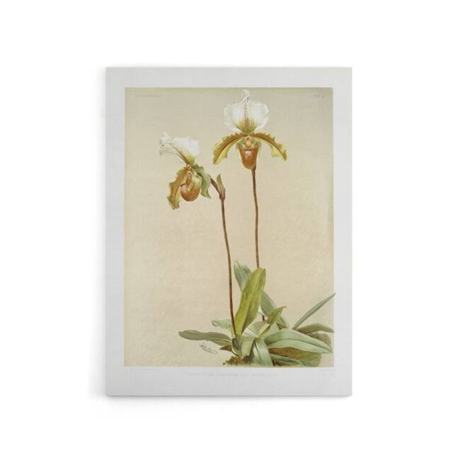 "Artery8 F Sander Cypripedium Leeanum Var Giganteum Orchid Canvas Art Print - Size: W12"" x H16""" - image 1