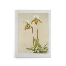 "Artery8 F Sander Cypripedium Leeanum Var Giganteum Orchid Canvas Art Print - Size: W12"" x H16""" - thumbnail 1