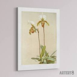 "Artery8 F Sander Cypripedium Leeanum Var Giganteum Orchid Canvas Art Print - Size: W12"" x H16""" - thumbnail 2