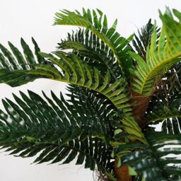 Leaf Artificial Large Palm Tree with Natural Trunk 150cm - Realistic plant by Botanik in Green - thumbnail 4