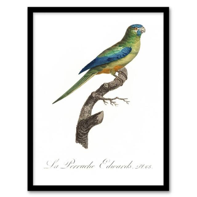 "Artery8 Turquoise Ground Parakeet Levaillant Framed Wall Art Print in White - Size: W12"" x H16""" - image 1