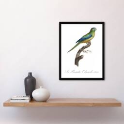 "Artery8 Turquoise Ground Parakeet Levaillant Framed Wall Art Print in White - Size: W12"" x H16""" - thumbnail 4