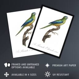"Artery8 Turquoise Ground Parakeet Levaillant Framed Wall Art Print in White - Size: W12"" x H16""" - thumbnail 2