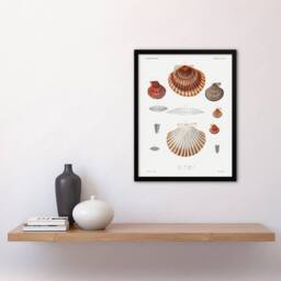 Artery8 Augustus A Gould Clam Shell Varieties Illustration Framed Art Print in White - Size: A4 - thumbnail 2