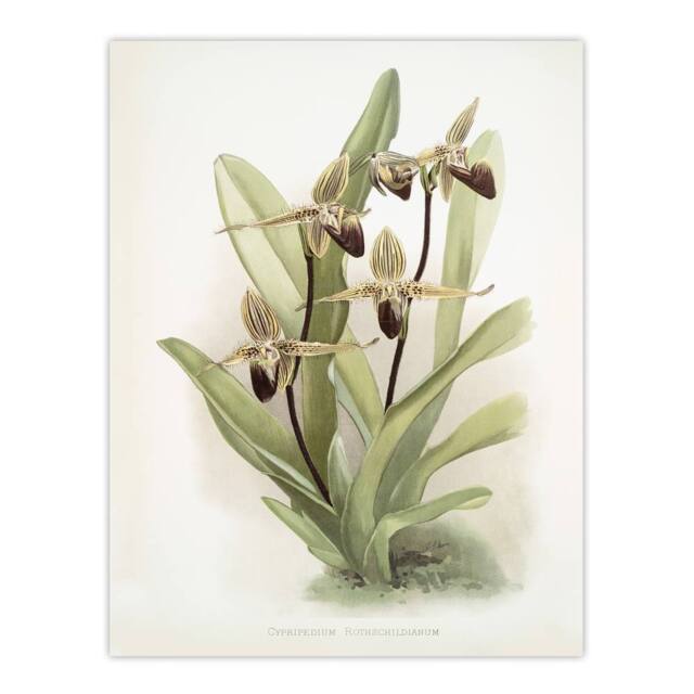 "Artery8 Frederick Sander Cypripedium Rothschildianum Orchid Wall Art Print - Size: W12"" x H16""" - image 1