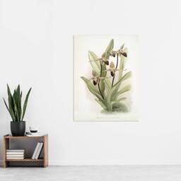 "Artery8 Frederick Sander Cypripedium Rothschildianum Orchid Wall Art Print - Size: W12"" x H16""" - thumbnail 4