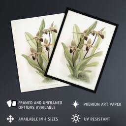 "Artery8 Frederick Sander Cypripedium Rothschildianum Orchid Wall Art Print - Size: W12"" x H16""" - thumbnail 2
