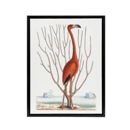 "Artery8 Flamingo Bird Vintage Illustration Catesby Black Framed Canvas Art in White - Size: W18"" x H24""" - thumbnail 1