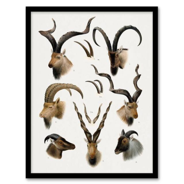 Artery8 Vintage Illustration Bovidae Animals Lydekker Framed Wall Art Print in White - Size: A3 - image 1