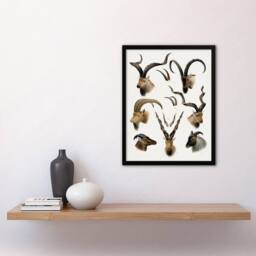 Artery8 Vintage Illustration Bovidae Animals Lydekker Framed Wall Art Print in White - Size: A3 - thumbnail 2