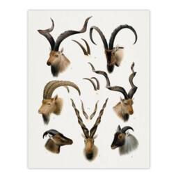 Artery8 Vintage Illustration Bovidae Animals Lydekker Framed Wall Art Print in White - Size: A3 - thumbnail 3