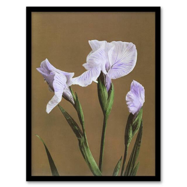 Artery8 Japanese Water Iris Flower Vintage Japan Framed Wall Art Print Kazumasa in Brown - Size: A4 - image 1