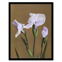 Artery8 Japanese Water Iris Flower Vintage Japan Framed Wall Art Print Kazumasa in Brown - Size: A4 - thumbnail 1