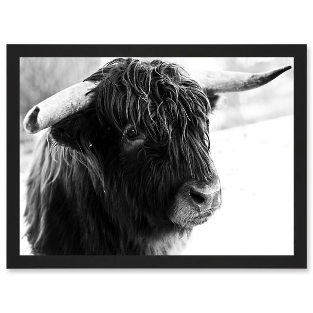 Artery8 Highland Cow Bull Horns Black White Photo A4 Artwork Framed Wall Art Print - image 1