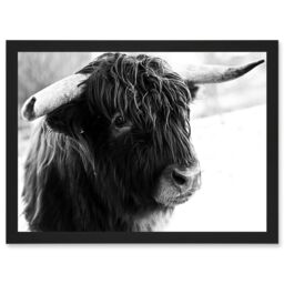 Artery8 Highland Cow Bull Horns Black White Photo A4 Artwork Framed Wall Art Print - thumbnail 1