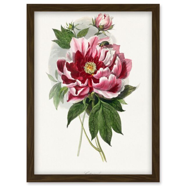 Artery8 Vintage Pink Red Peony Bloom Flowers Floral Classic Pretty Illustration Artwork Framed Wall Art Print A4 in Brown - image 1