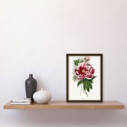 Artery8 Vintage Pink Red Peony Bloom Flowers Floral Classic Pretty Illustration Artwork Framed Wall Art Print A4 in Brown - thumbnail 2
