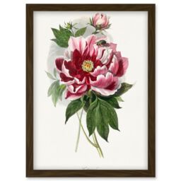 Artery8 Vintage Pink Red Peony Bloom Flowers Floral Classic Pretty Illustration Artwork Framed Wall Art Print A4 in Brown - thumbnail 1