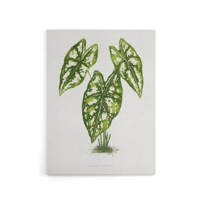 "Artery8 AF Lydon B Fawcett Caladium Humboldtii Leaves Canvas Wall Art Print in White - Size: W12"" x H16""" - image 1