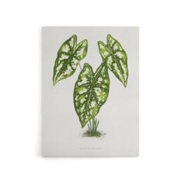 "Artery8 AF Lydon B Fawcett Caladium Humboldtii Leaves Canvas Wall Art Print in White - Size: W12"" x H16""" - thumbnail 1