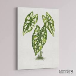 "Artery8 AF Lydon B Fawcett Caladium Humboldtii Leaves Canvas Wall Art Print in White - Size: W12"" x H16""" - thumbnail 2