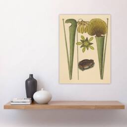 "Artery8 Land Frog & Sarracenia Pitcher Plant Catesby Wall Art Poster Print in Beige - Size: W12"" x H16""" - thumbnail 4