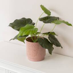 Melody Maison Large Pink Speckled Metal Planter Pot - 20cm X 20cm in Dusty Pink - Size: 20 cm X 20 cm - thumbnail 6