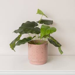 Melody Maison Large Pink Speckled Iron Planter Pot - 20cm X 20cm in Dusty Pink - Size: 20 cm X 20 cm