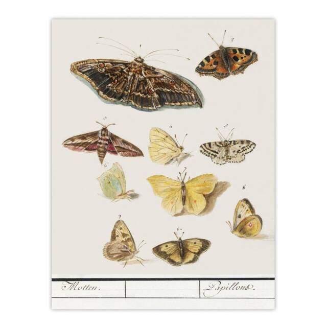 "Artery8 Butterflies & moths Anselmus de Boodt Wall Art Poster Print in White - Size: W12"" x H16""" - image 1