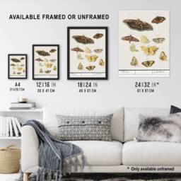 "Artery8 Butterflies & moths Anselmus de Boodt Wall Art Poster Print in White - Size: W12"" x H16""" - thumbnail 3