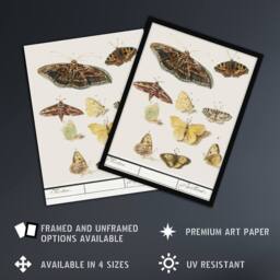 "Artery8 Butterflies & moths Anselmus de Boodt Wall Art Poster Print in White - Size: W12"" x H16""" - thumbnail 2