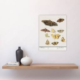 "Artery8 Butterflies & moths Anselmus de Boodt Wall Art Poster Print in White - Size: W12"" x H16""" - thumbnail 4