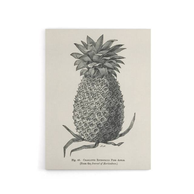 "Artery8 Vintage Black White Pineapple Illustration Wright Canvas Art Print - Size: W12"" x H16""" - image 1
