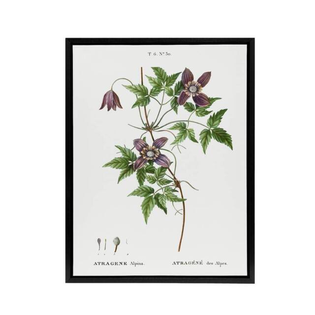 "Artery8 Alpine Clematis Flower Redoute Vintage Black Framed Canvas Wall Art in White - Size: W12"" x H16""" - image 1