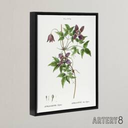 "Artery8 Alpine Clematis Flower Redoute Vintage Black Framed Canvas Wall Art in White - Size: W12"" x H16""" - thumbnail 2