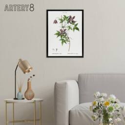 "Artery8 Alpine Clematis Flower Redoute Vintage Black Framed Canvas Wall Art in White - Size: W12"" x H16""" - thumbnail 3