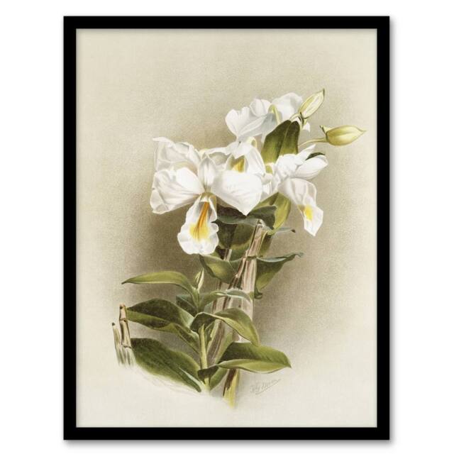Artery8 Frederick Sander Dendrobium Formosum Orchid Flowers Framed Art Print - Size: A4 - image 1