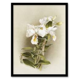 Artery8 Frederick Sander Dendrobium Formosum Orchid Flowers Framed Art Print - Size: A4 - thumbnail 1