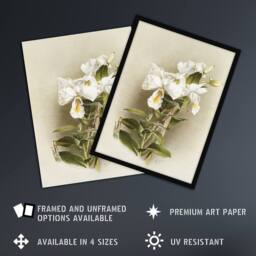 Artery8 Frederick Sander Dendrobium Formosum Orchid Flowers Framed Art Print - Size: A4 - thumbnail 2