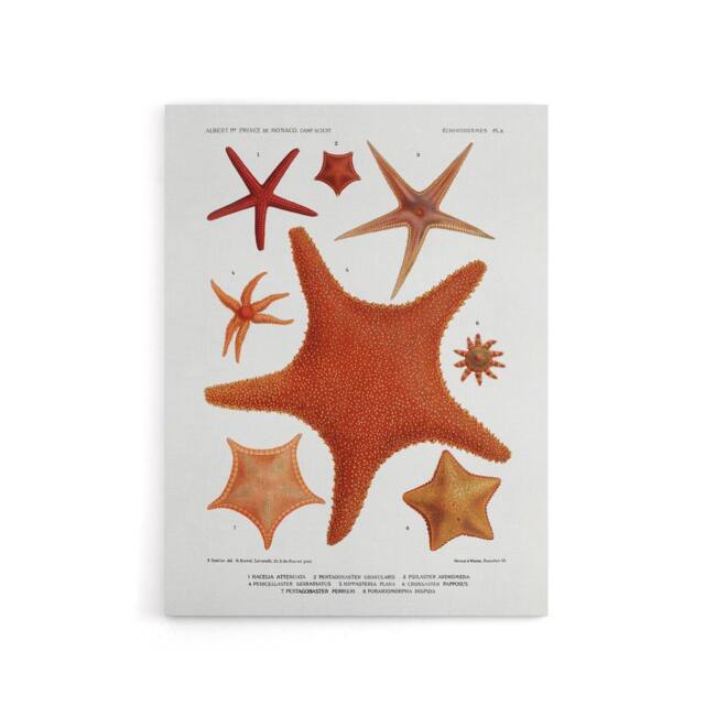 "Artery8 Starfish Varieties Marine Life Albert I Canvas Wall Art Print in White - Size: W12"" x H16""" - image 1