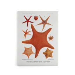"Artery8 Starfish Varieties Marine Life Albert I Canvas Wall Art Print in White - Size: W12"" x H16""" - thumbnail 1