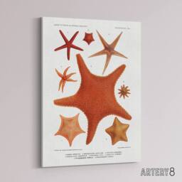 "Artery8 Starfish Varieties Marine Life Albert I Canvas Wall Art Print in White - Size: W12"" x H16""" - thumbnail 2