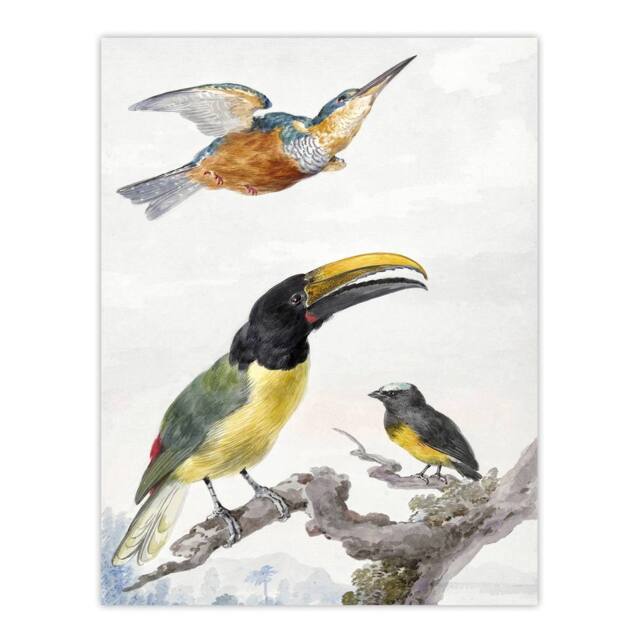 "Artery8 Kingfisher Toucan Bird & a Sparrow Schouman Wall Art Poster Print in White - Size: W12"" x H16""" - image 1