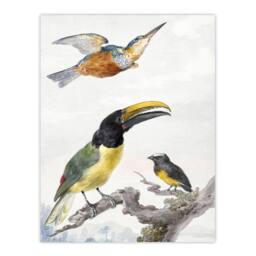 "Artery8 Kingfisher Toucan Bird & a Sparrow Schouman Wall Art Poster Print in White - Size: W12"" x H16""" - thumbnail 1