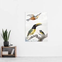 "Artery8 Kingfisher Toucan Bird & a Sparrow Schouman Wall Art Poster Print in White - Size: W12"" x H16""" - thumbnail 4