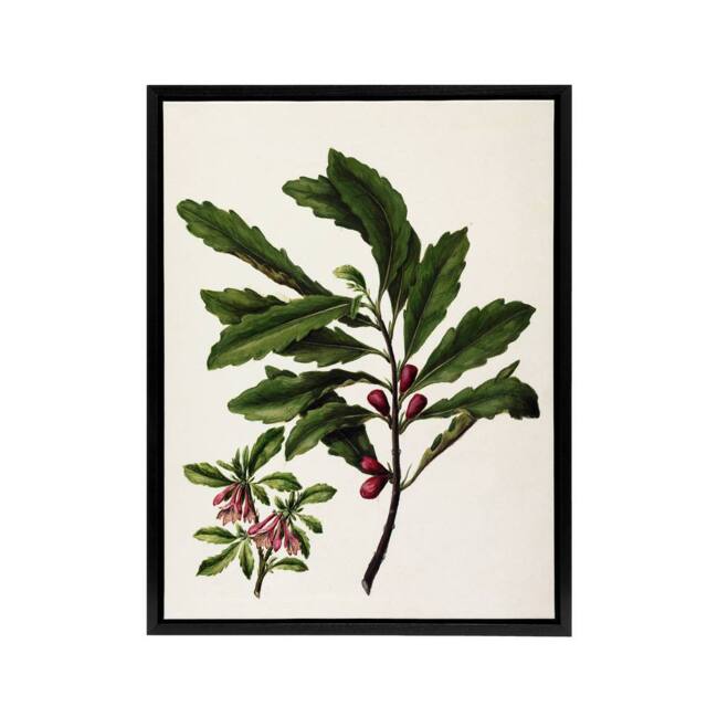 "Artery8 New Zealand Toropapa Flowering Plant Featon Framed Canvas Wall Art in Beige - Size: W12"" x H16""" - image 1