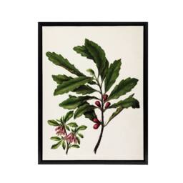 "Artery8 New Zealand Toropapa Flowering Plant Featon Framed Canvas Wall Art in Beige - Size: W12"" x H16""" - thumbnail 1