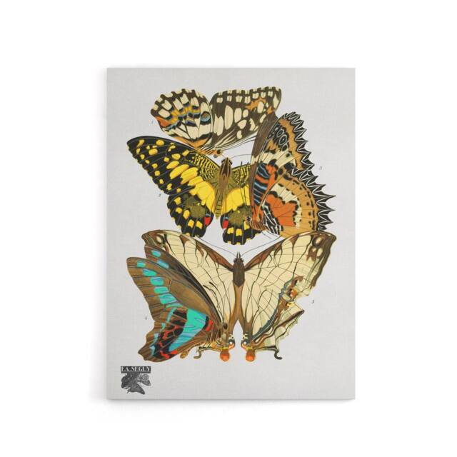"Artery8 Papillons Butterflies Illustration Canvas Wall Art Print Seguy - Size: W18"" x H24""" - image 1