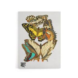 "Artery8 Papillons Butterflies Illustration Canvas Wall Art Print Seguy - Size: W18"" x H24""" - thumbnail 1