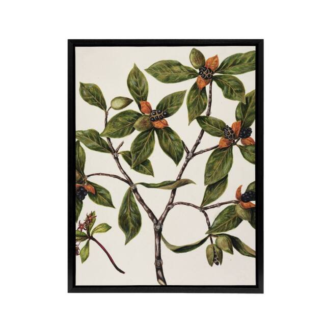 "Artery8 New Zealand Tawhiri Karo Plant Artwork Featon Framed Canvas Wall Art in Beige - Size: W12"" x H16""" - image 1